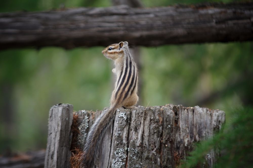 Photograph by Виктория Эверстова