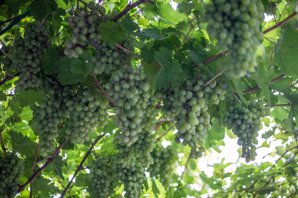 Photograph by Евгения Бочарова