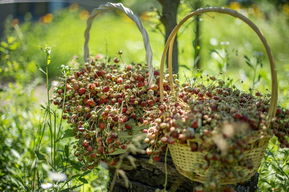 Photograph by Евгения Бочарова
