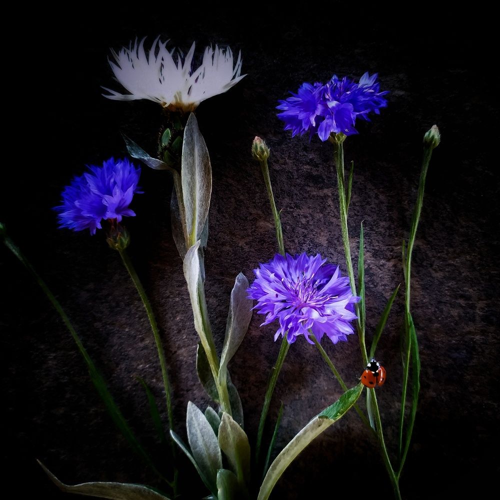 Photograph by Елена Павлова