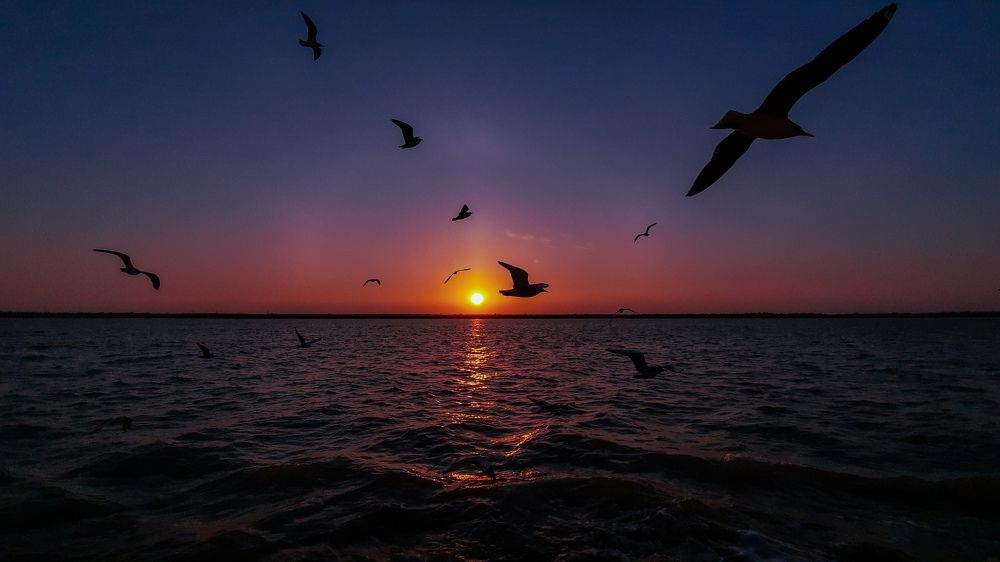 Bird's fly in different direction