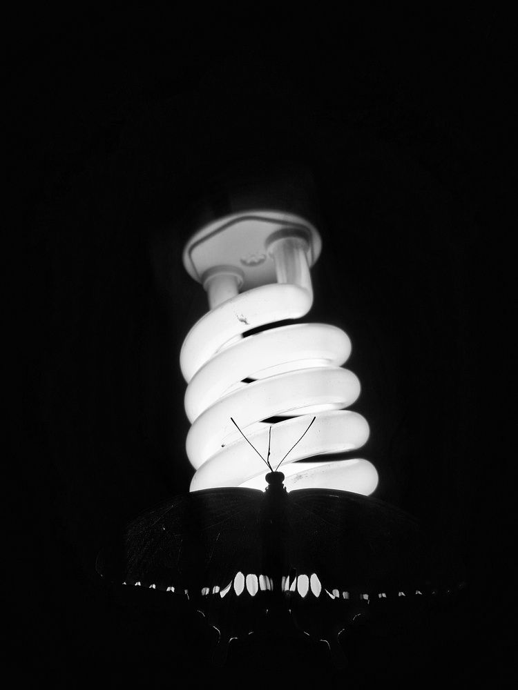 Butterfly bring the light