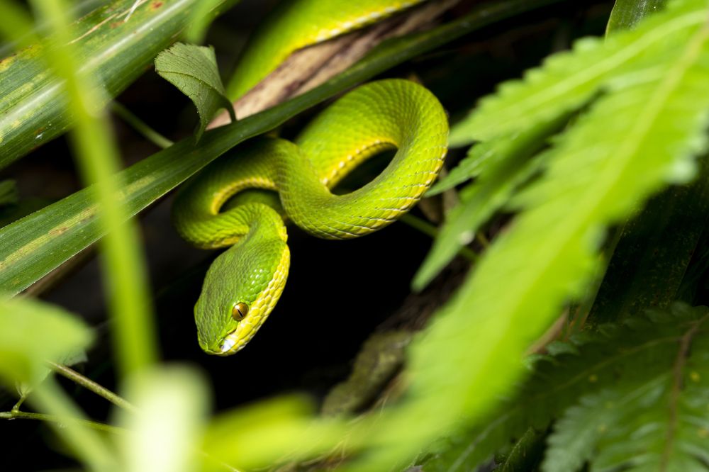 Trimeresurus