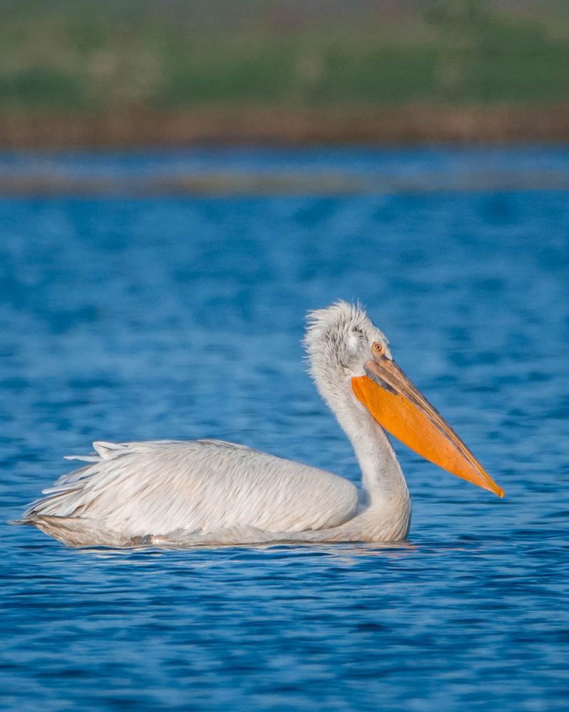 Фотография автора Sunny Vaghadia