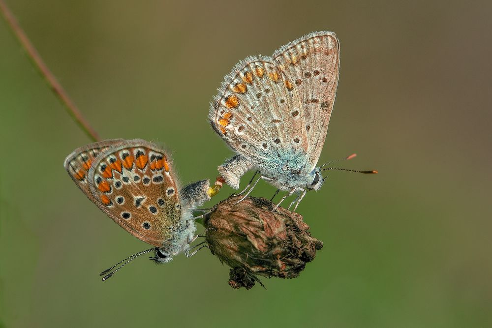 Photograph by Dragan Cerovic