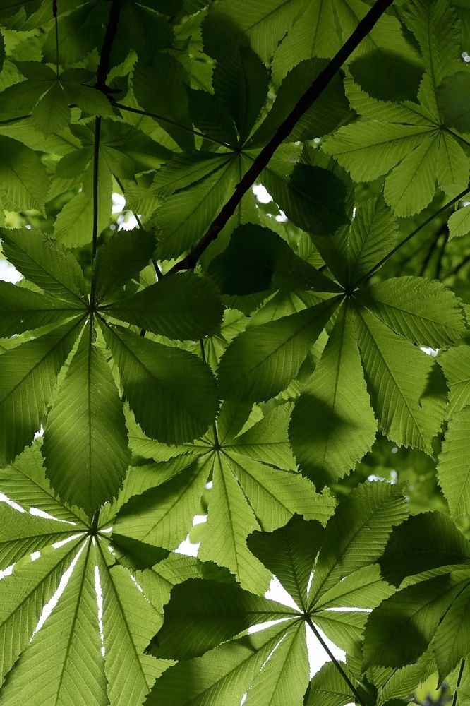 листья каштана (chestnut leaves)