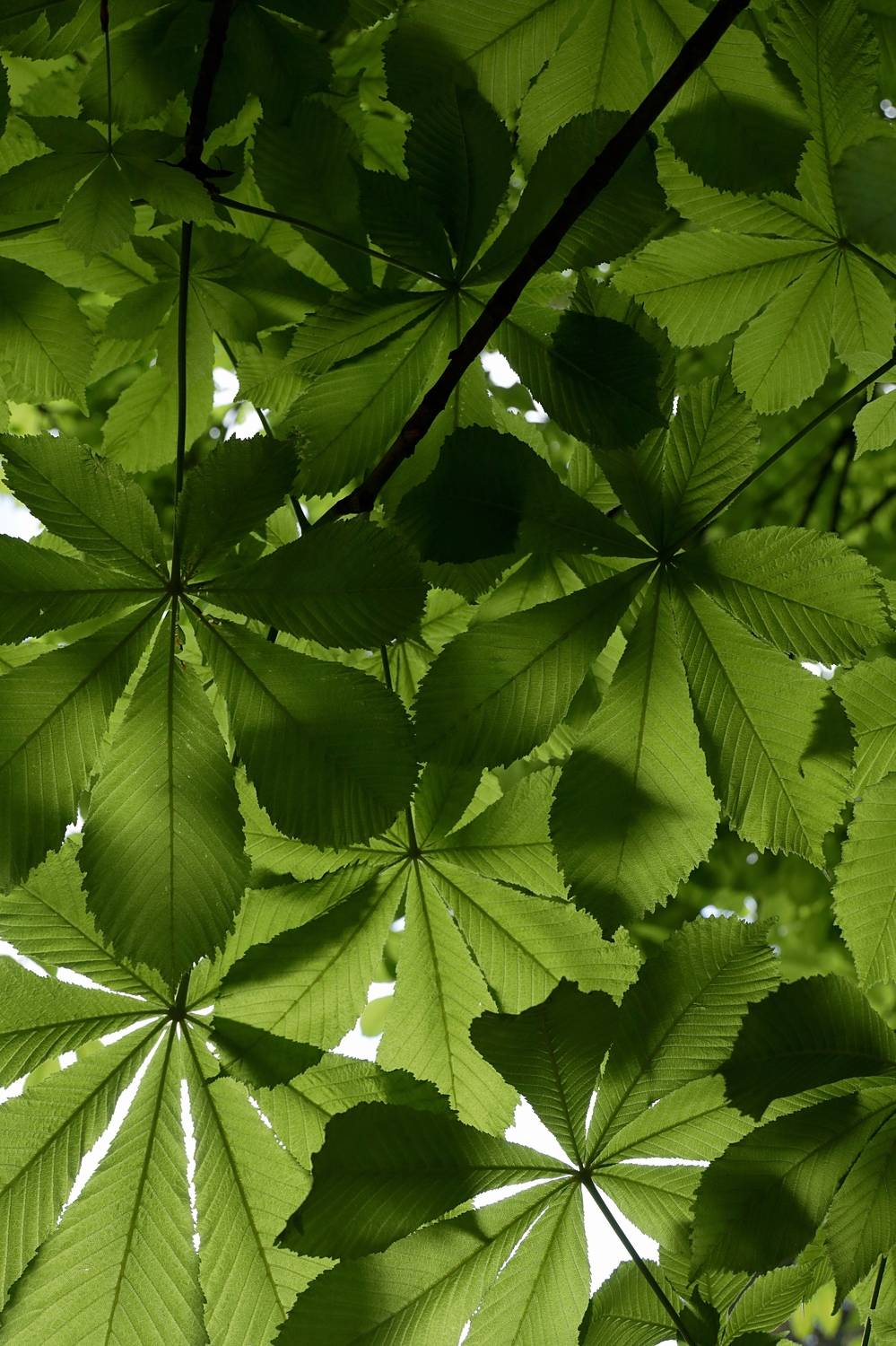 листья каштана (chestnut leaves)