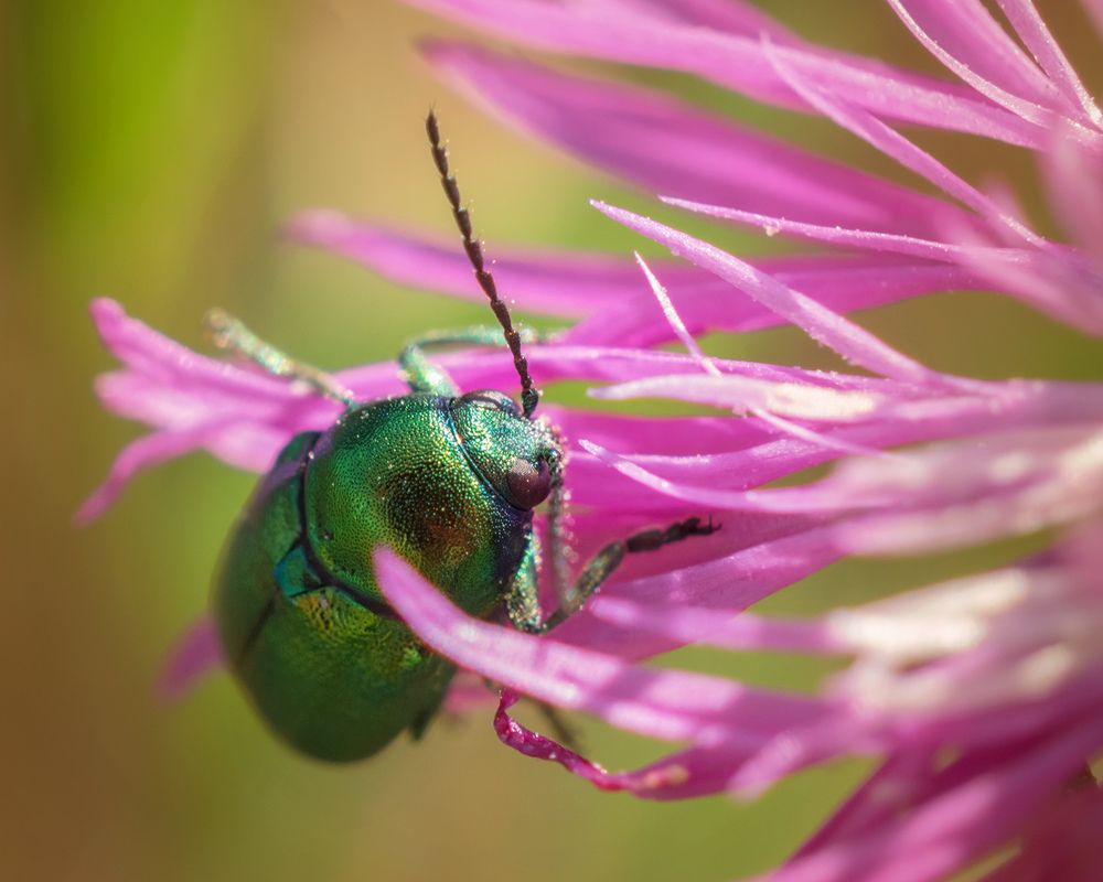 На кончиках цветочных лепестков