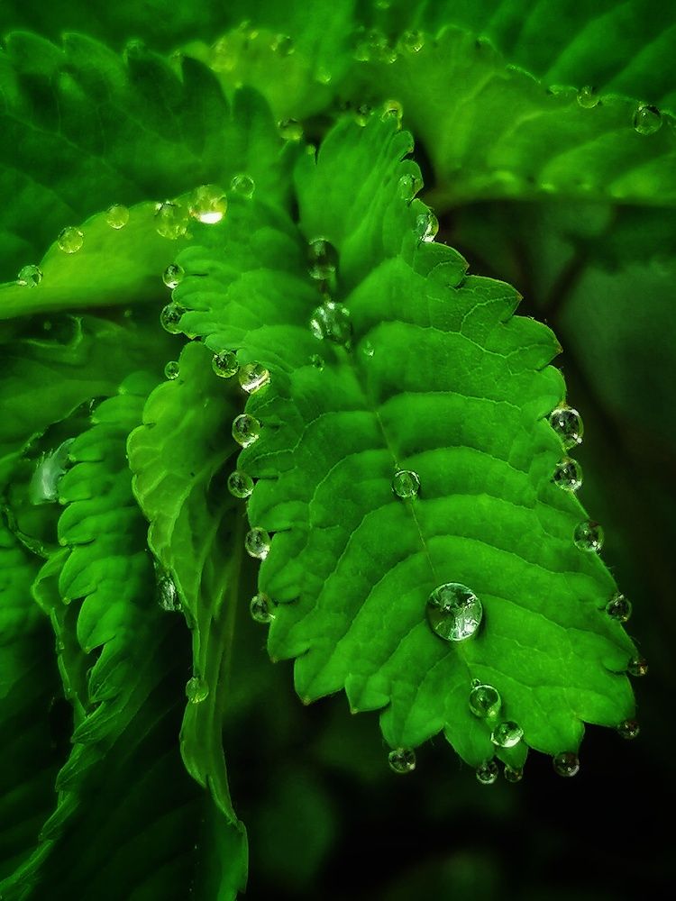 Photograph by Лилия Багдасарова