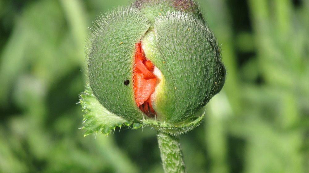 Мак. Пробуждение.