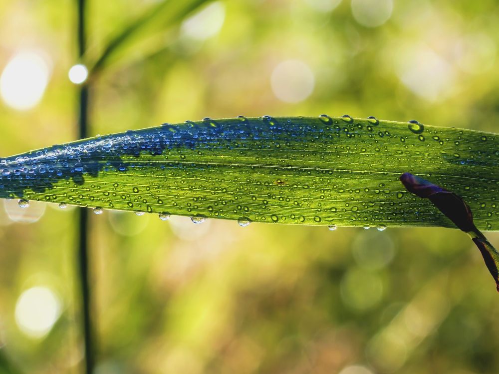На зеленом листе..