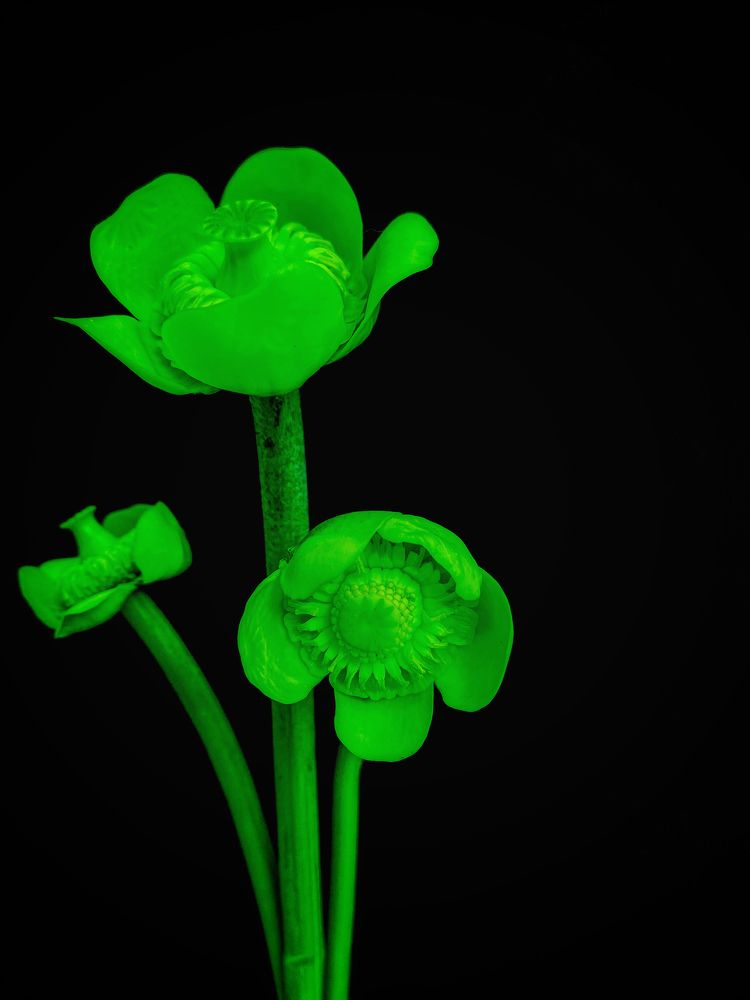 Photograph by Марина Танаева