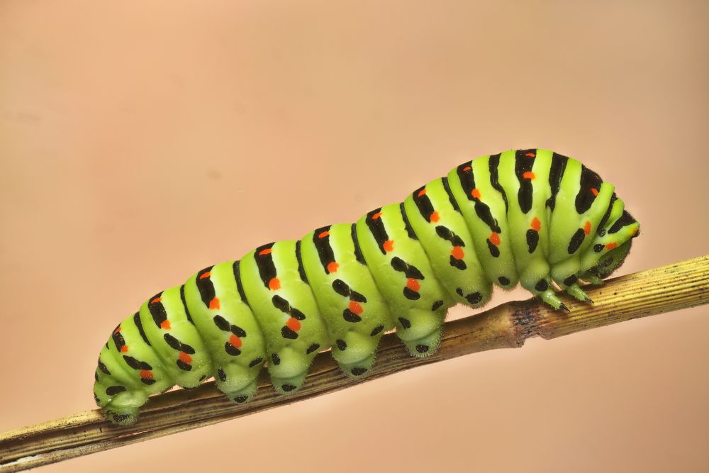 Photograph by Максим Вышарь