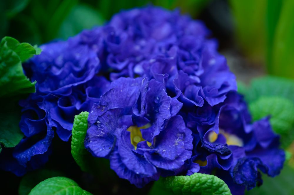 Photograph by Olga Mendosa