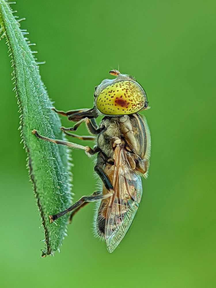 Фотография автора ISLAM SK RIYAJUL