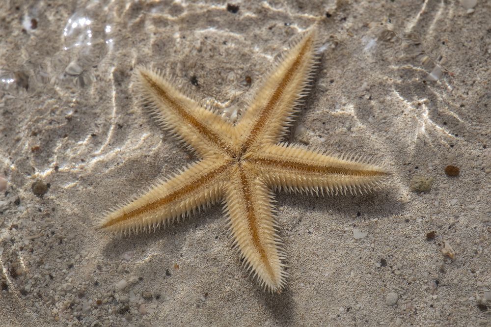 Photograph by Svetlana Karnauh Карнаух