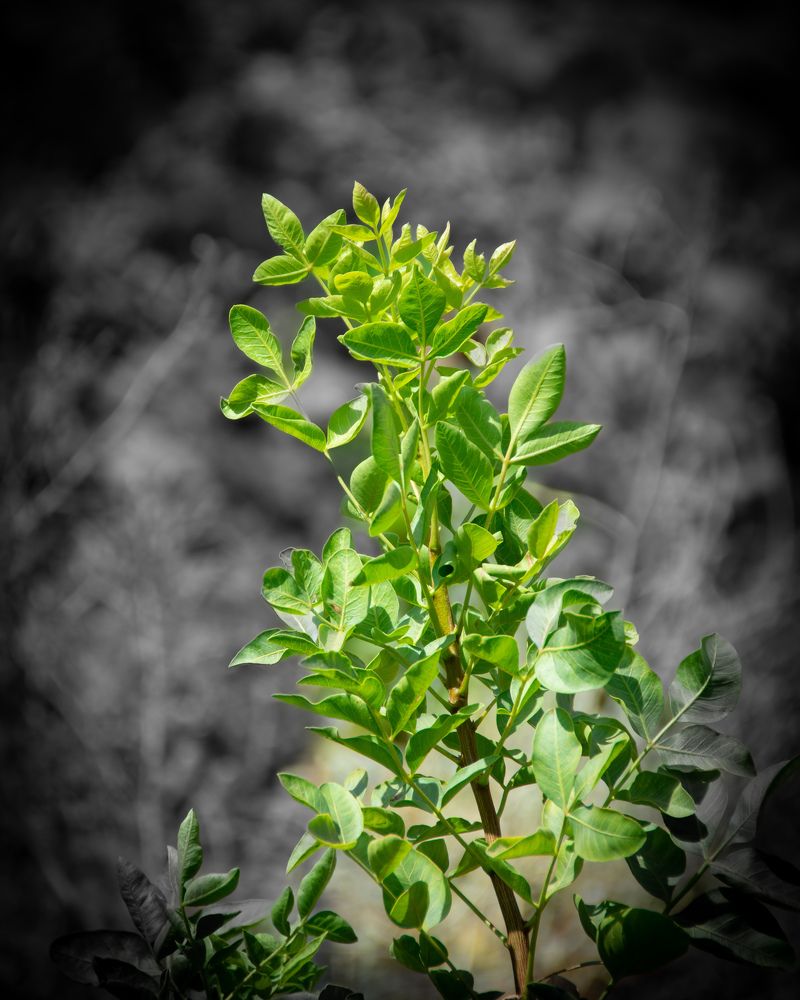 Фотография автора kazem kakaei