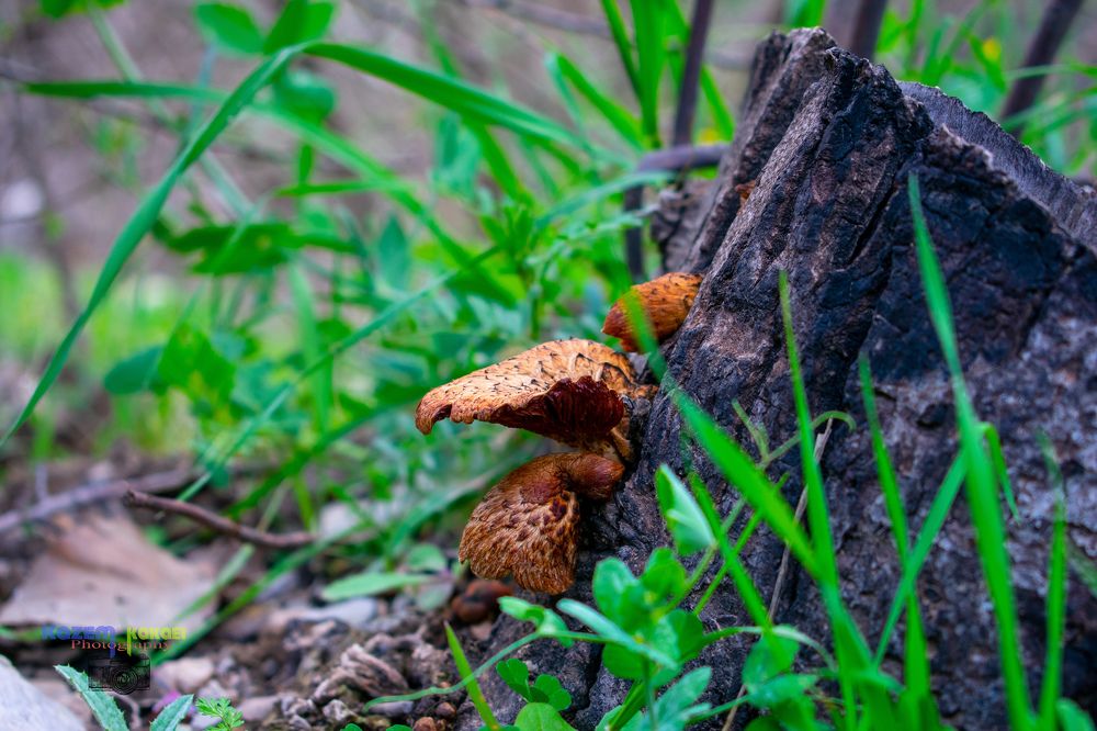 Фотография автора kazem kakaei