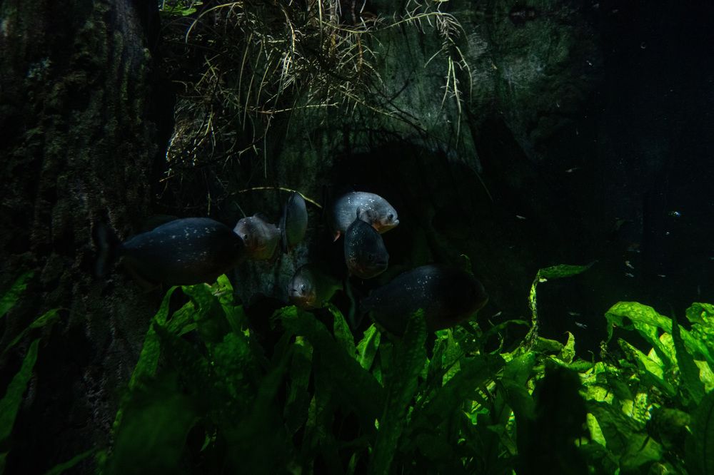 Photograph by Богдан Тарасов