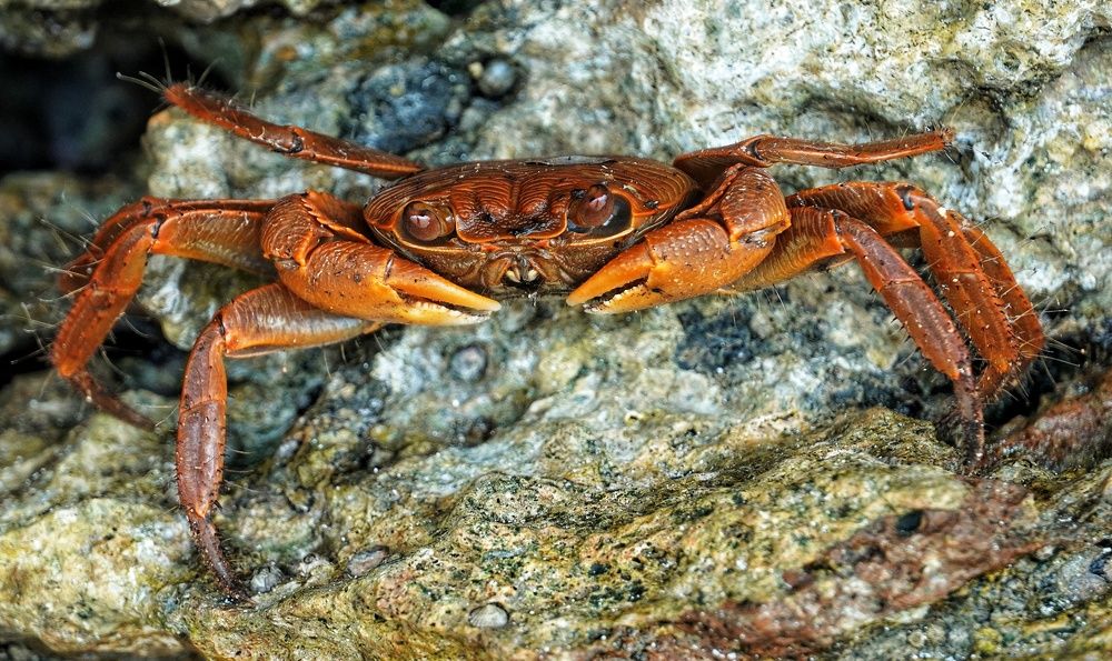 Photograph by Ольга Ларизадех