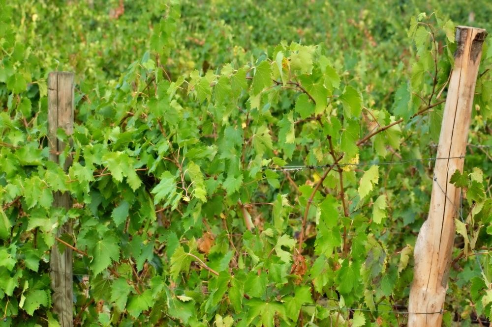 Photograph by SIMONE CIULLI