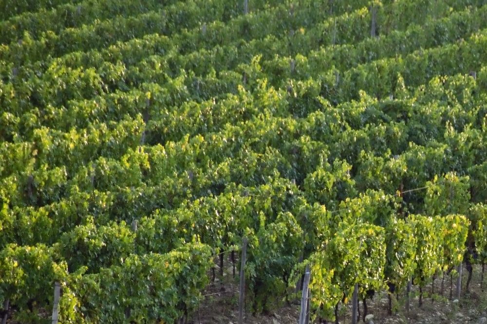 Photograph by SIMONE CIULLI