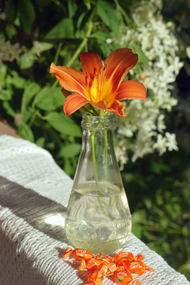 Натюрморт с лилейником