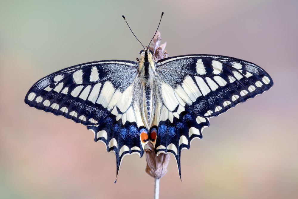 Photograph by Massimo Tamajo