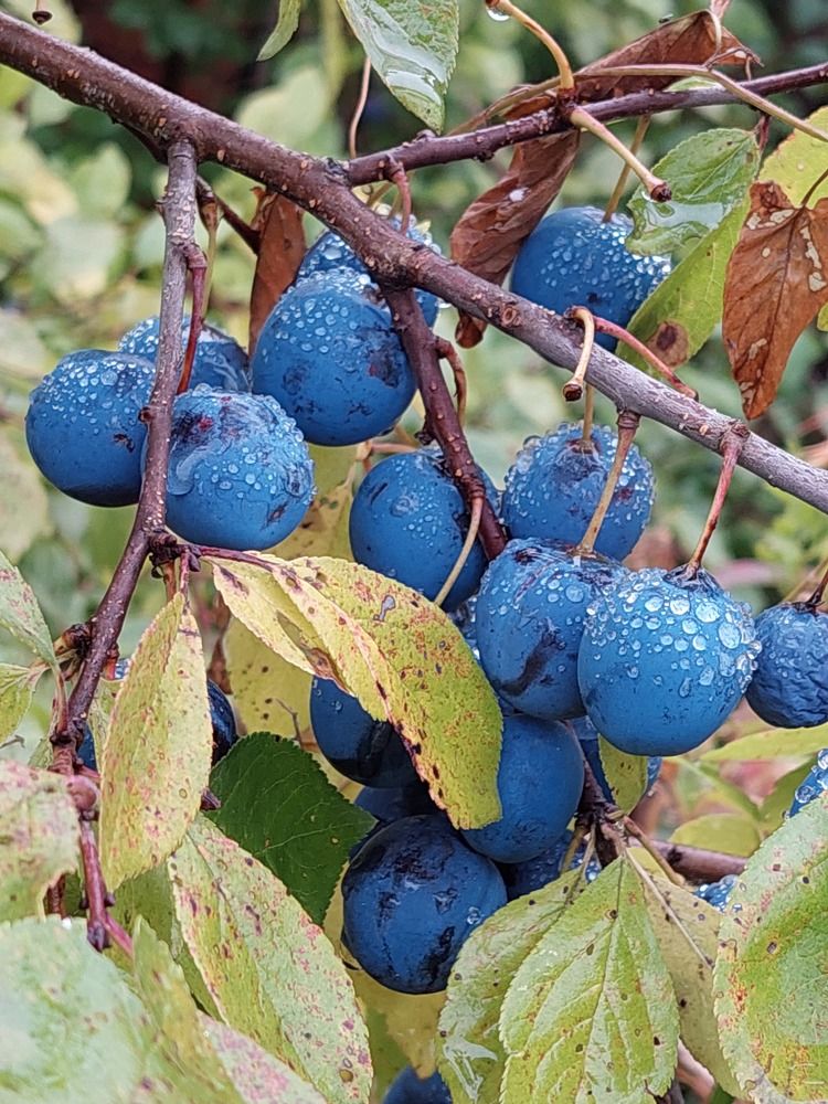 Photograph by Елена Тимченко