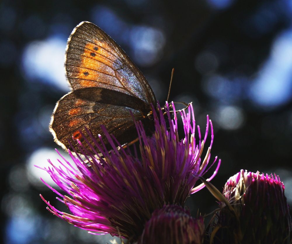 Photograph by Ави Христова