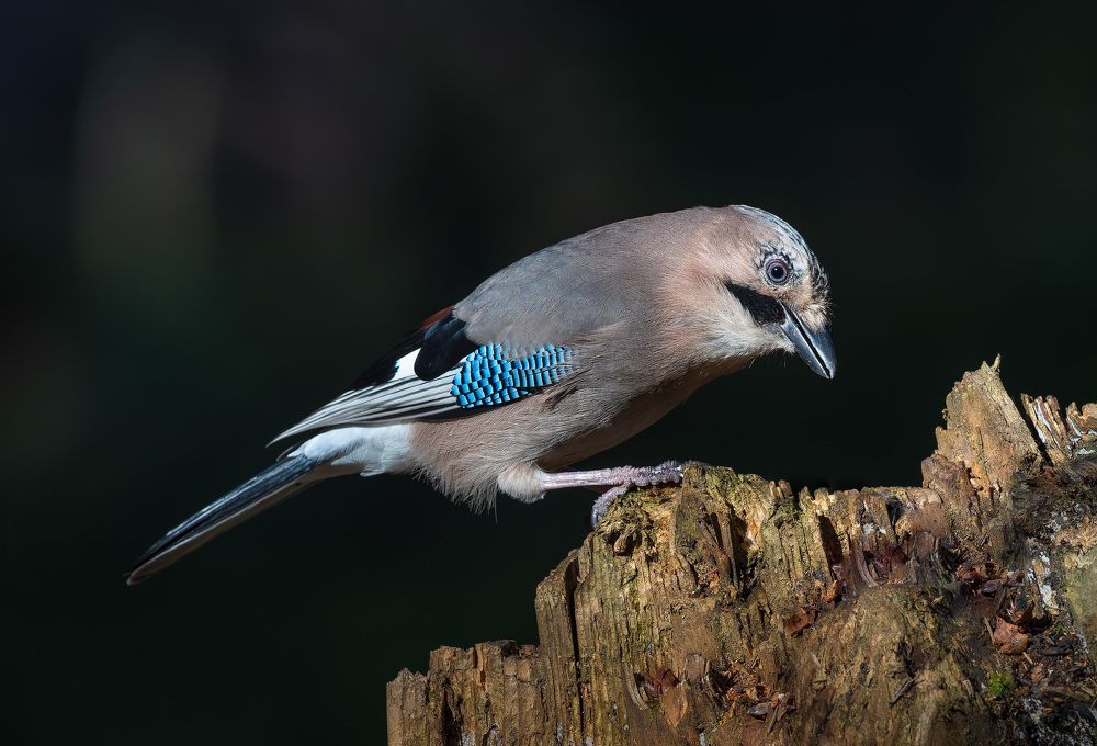 Photograph by Алексей Зайцев