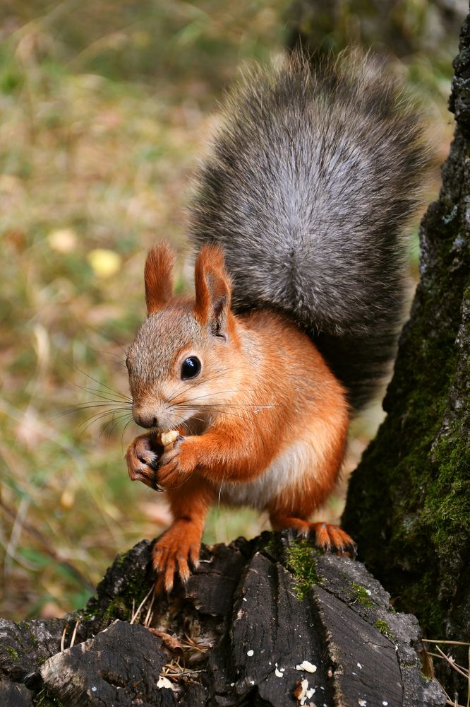 Photograph by Елена Гасенко