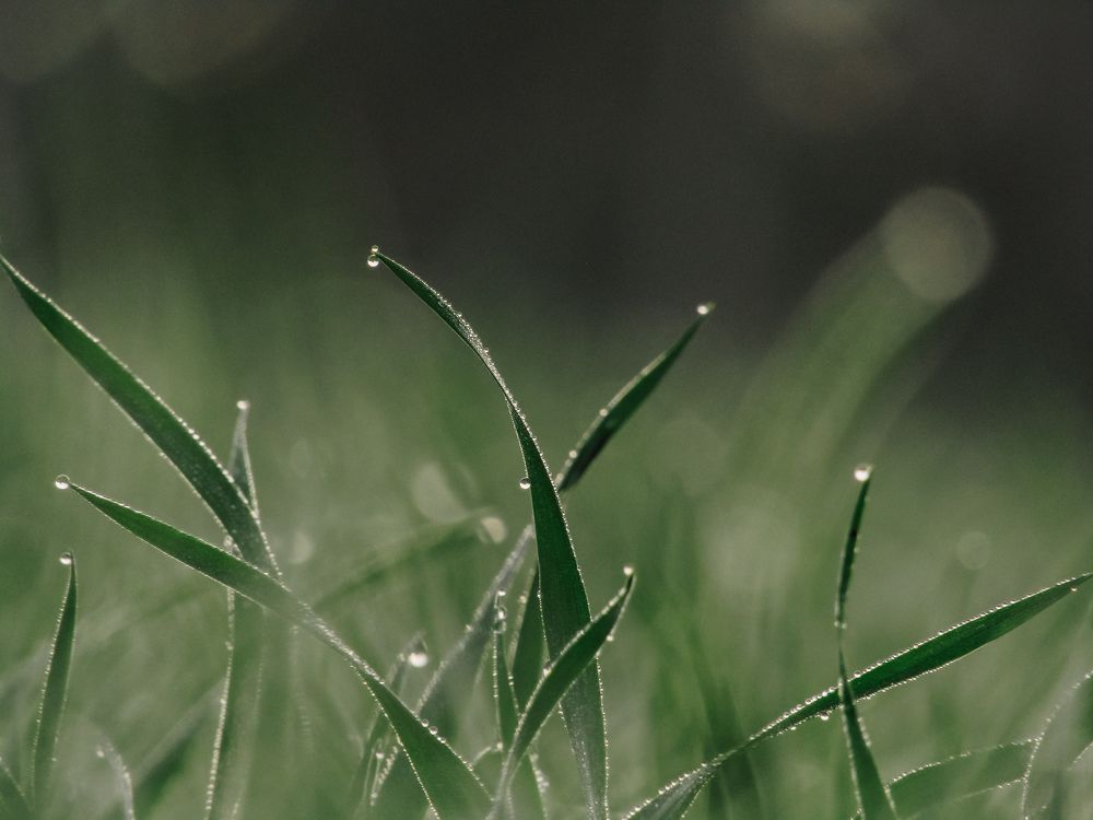 Фотография автора Furqan Hadier