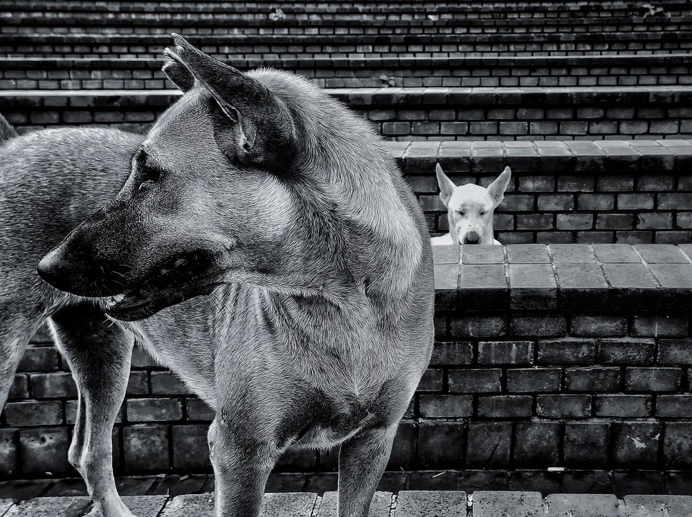 Photograph by Dhrubo Soumyak Saha