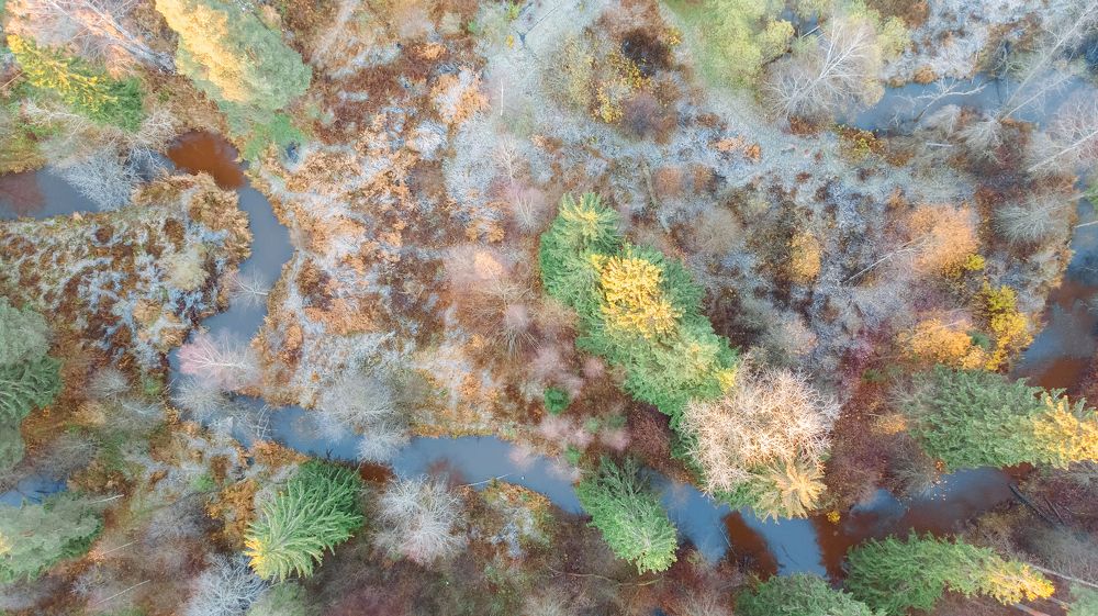 Фотография автора Яна Романова