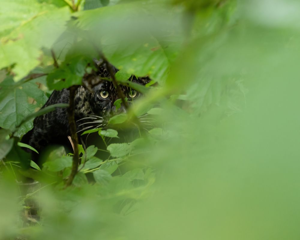 Photograph by Harsh Ghate