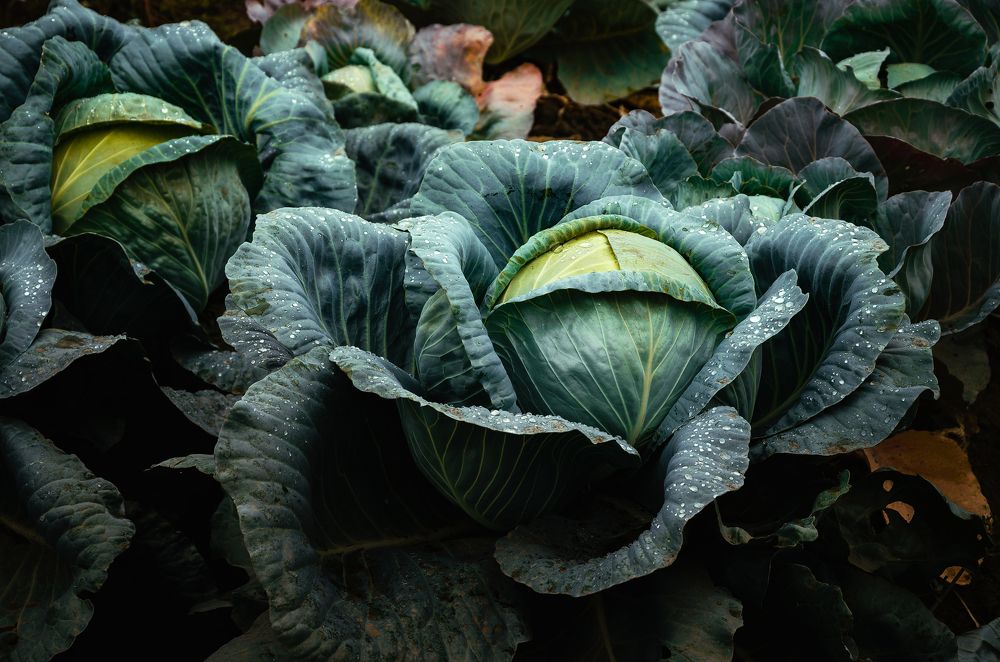 Photograph by Владимир Зайцев