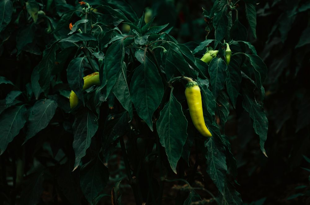 Photograph by Владимир Зайцев