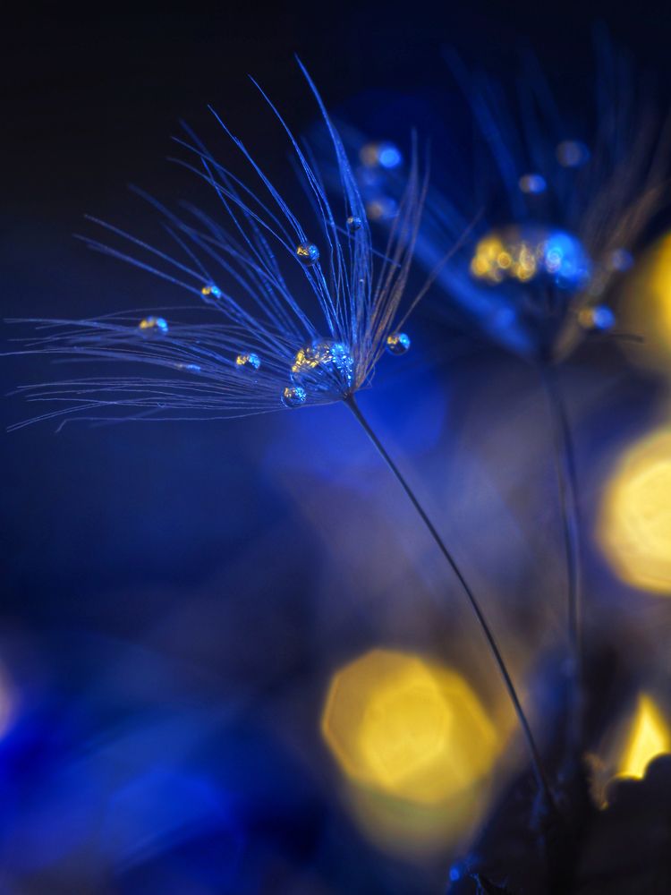 Photograph by Olga Link