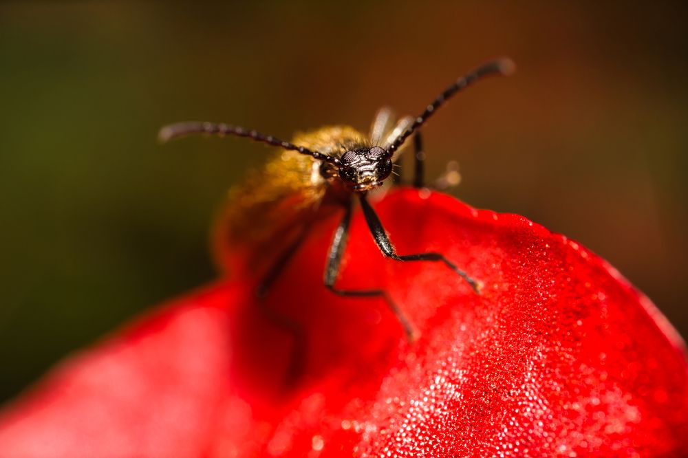 Photograph by Gevork Gukasyan