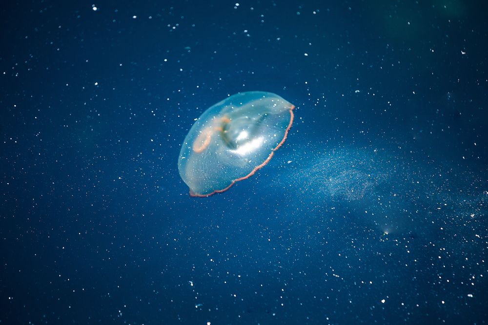 Фотография автора Артур Петросян