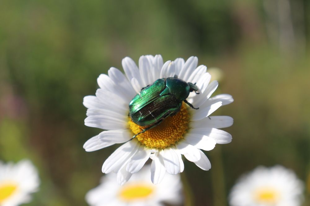 Photograph by Алексейчик Дмитрий