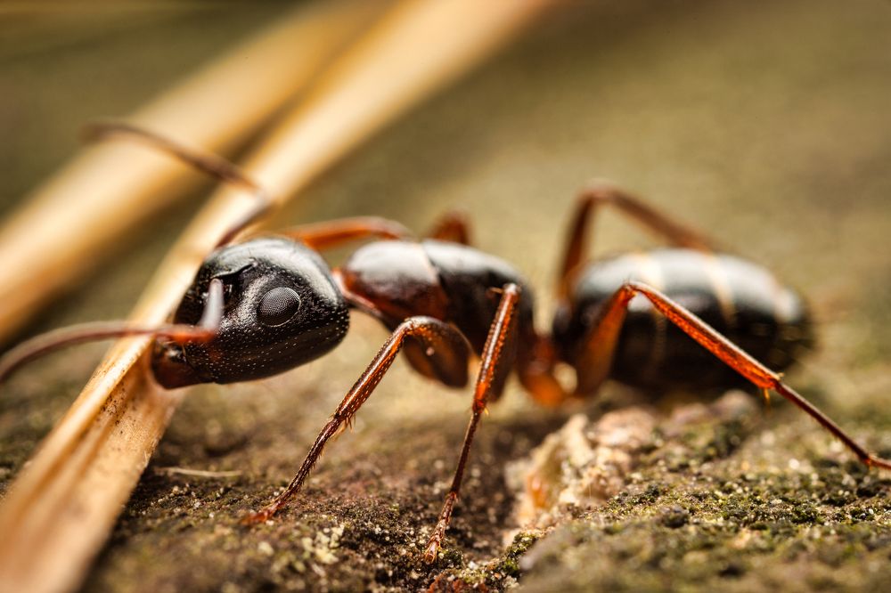 Photograph by Gevork Gukasyan