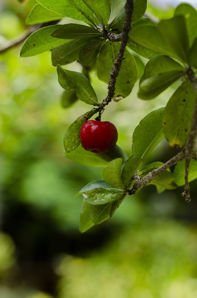 Photograph by Yanisel Clemente