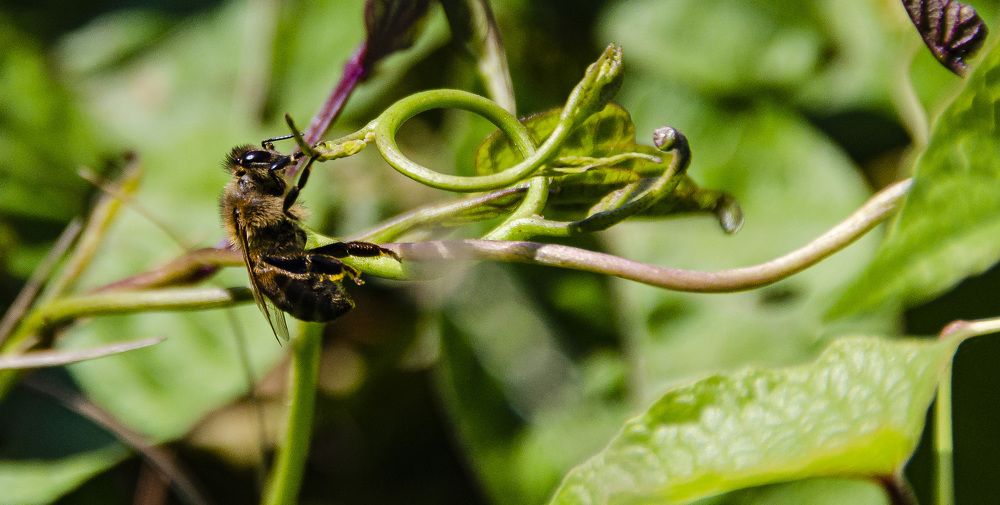 Photograph by Yanisel Clemente