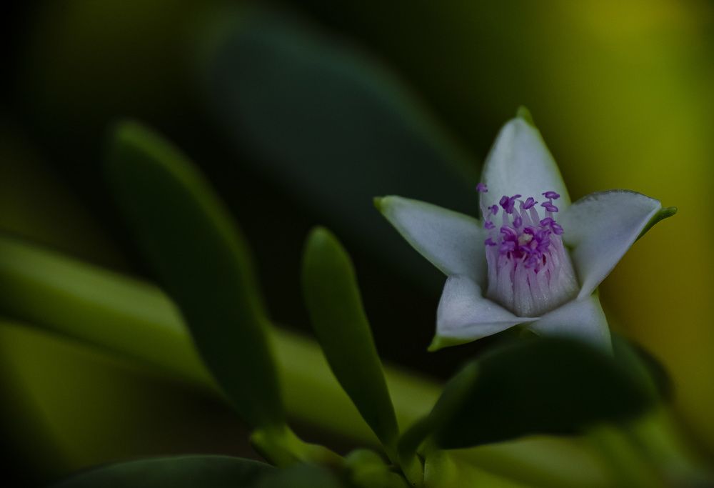 Photograph by Yanisel Clemente