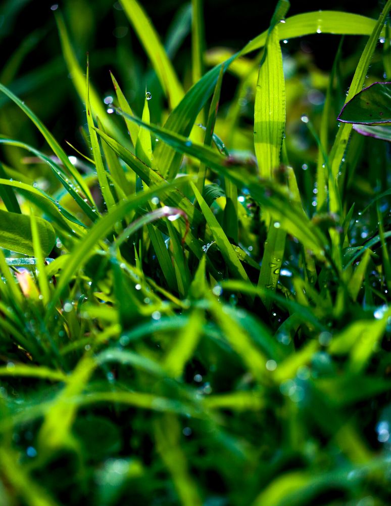 Photograph by Tapashya Pihwal