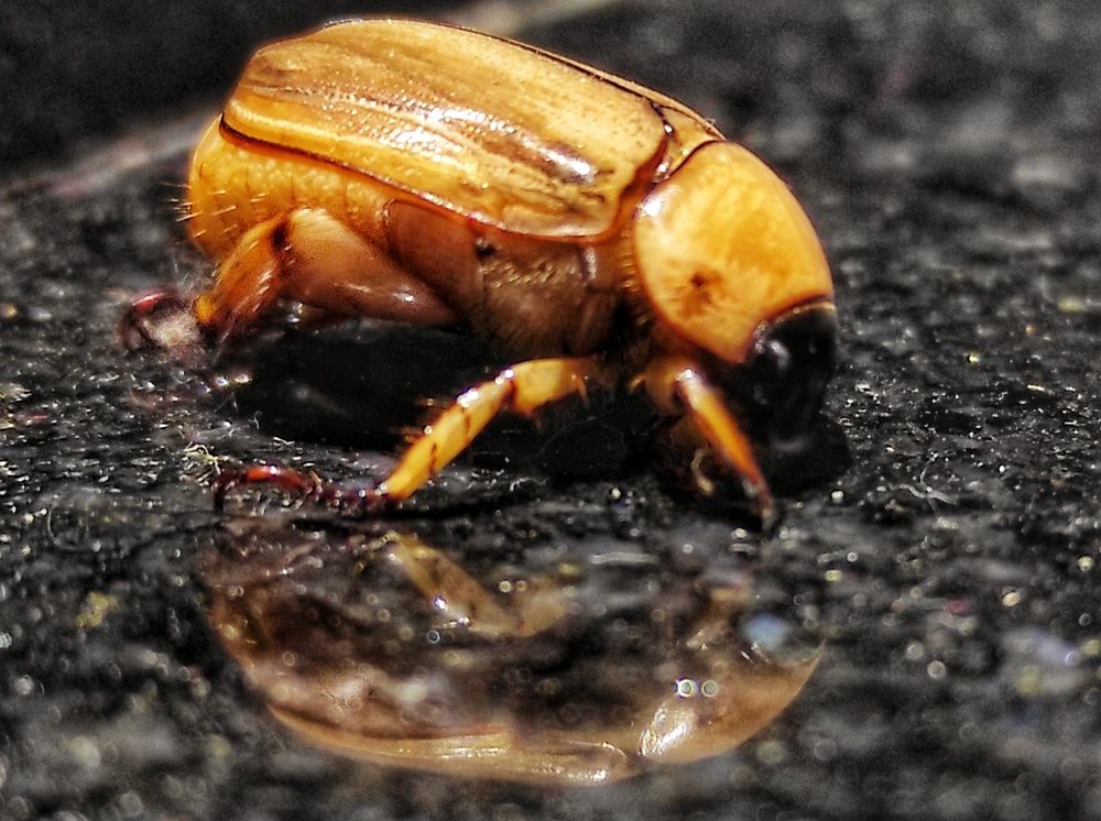 Photograph by Tapashya Pihwal