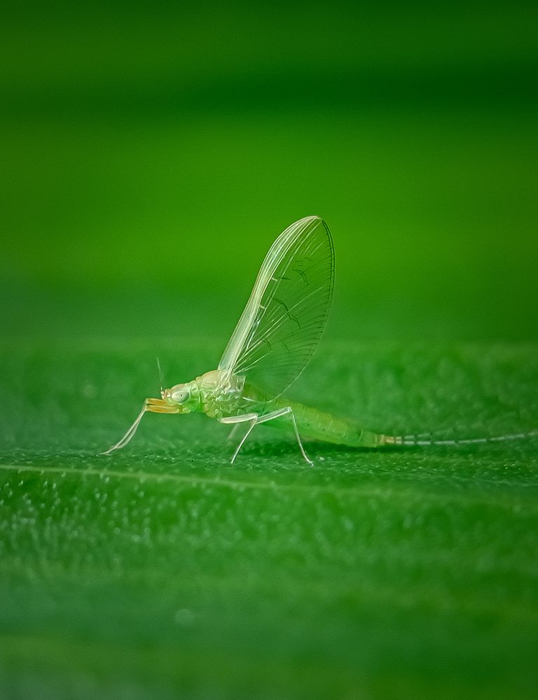 Photograph by Shubhadip Das