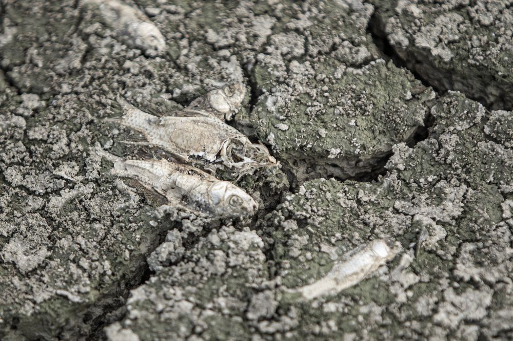 The bitter end of dehydration